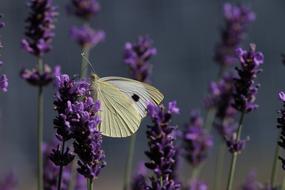 White Pieris Butterfly