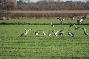 birds soaring upwards