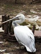 wild white pelican in the zoo