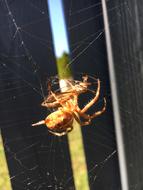 Spider Victims Insect