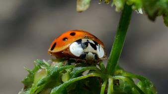 Insect Ladybug Macro