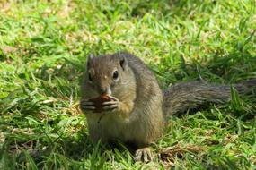 Squirrel Cute Hazelnut