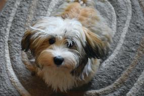 Havanese Dog Small Puppy