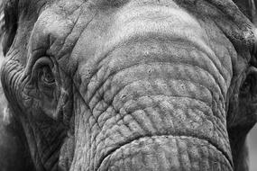Elephant Animal Mammal