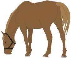 horse horseback riding animal