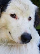 Dog White Black