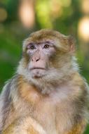 Macaque Barbary Monkey