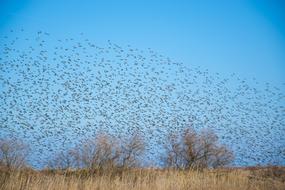Bird Air Sky