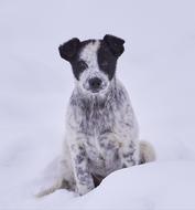 Dog Snow Winter nature
