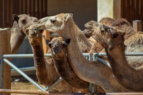 Camels Head Neck