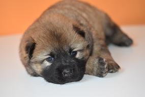 Puppy Dog Bitch Young