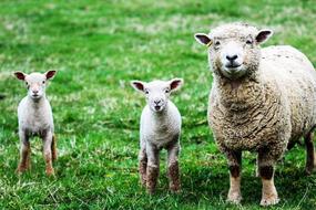 Sheep Lambs Farm