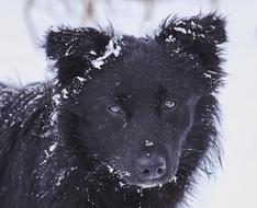 Dog Snow Black
