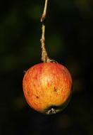 Juicy apple on a black background