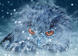 owl eagle owl bird animals