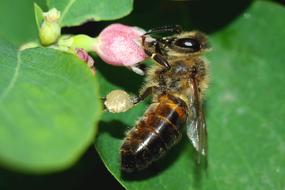 Bee Insect Pollination