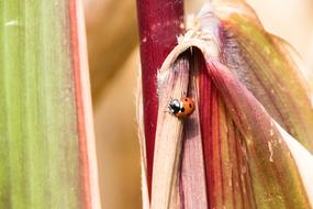 Ladybug Insect Animal