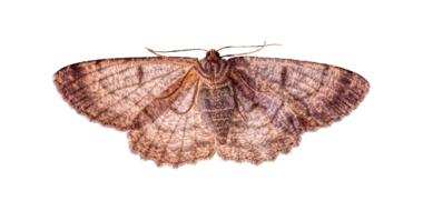 Butterfly Motte Insect