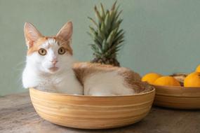 Cats Basket Hangover