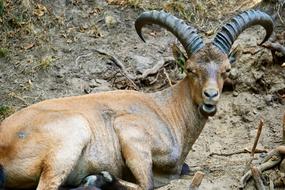 an animal with horns in the rocks