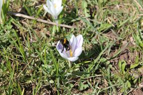 Hummel Crocus Meadow Close