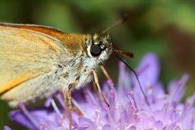 Insect Karłątek Kniejnik Closeup