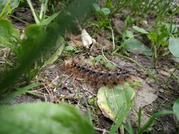 Caterpillar Animal Insect