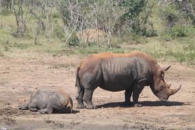 Rhino Wildlife Sa