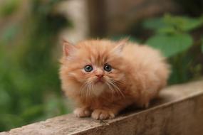 Cat Kitten Persian