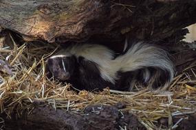 Skunk Stinky Animal