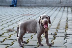 Puppy Weimaraner