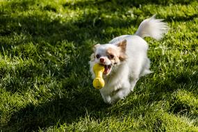 Chihuahua Dog Long Hair