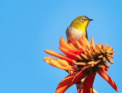 Cape White-Eye Bird Avian