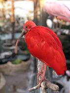 Ave Bird Animals
