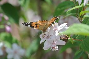Vanessa Cardui Butterfly Insect