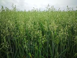 green field is beautiful