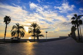 Palm Trees The Sun Beach Beautiful view
