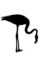 flamingo silhouette bird animal
