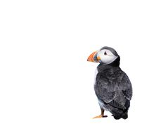 bird on white background