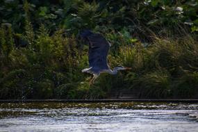 Animal River Waterside Trees And