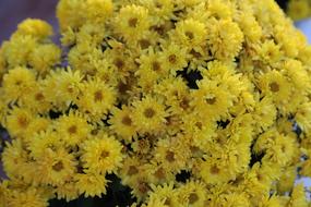 Flowers Yellow Texture