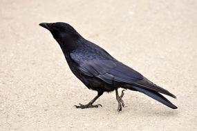 Common Raven Bird