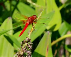 Dragonfly Red Macro