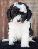 Sheepadoodle Dog Puppy