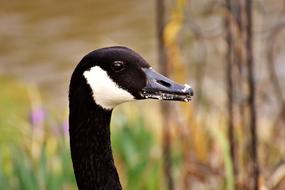 Goose Water Bird Wild