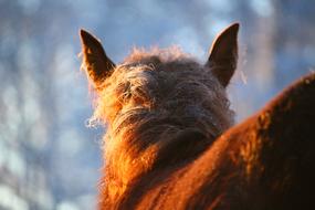 Horse Foal Frost