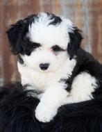 Sheepadoodle Dog Puppy
