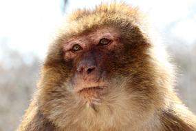 Barbary Ape Brown Monkey Mountain