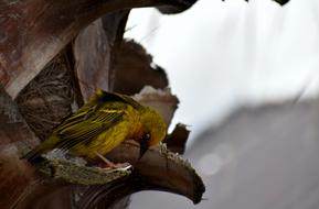 Bird Weaver Colorful