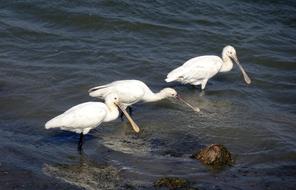 Bird Eurasian Spoonbill Common